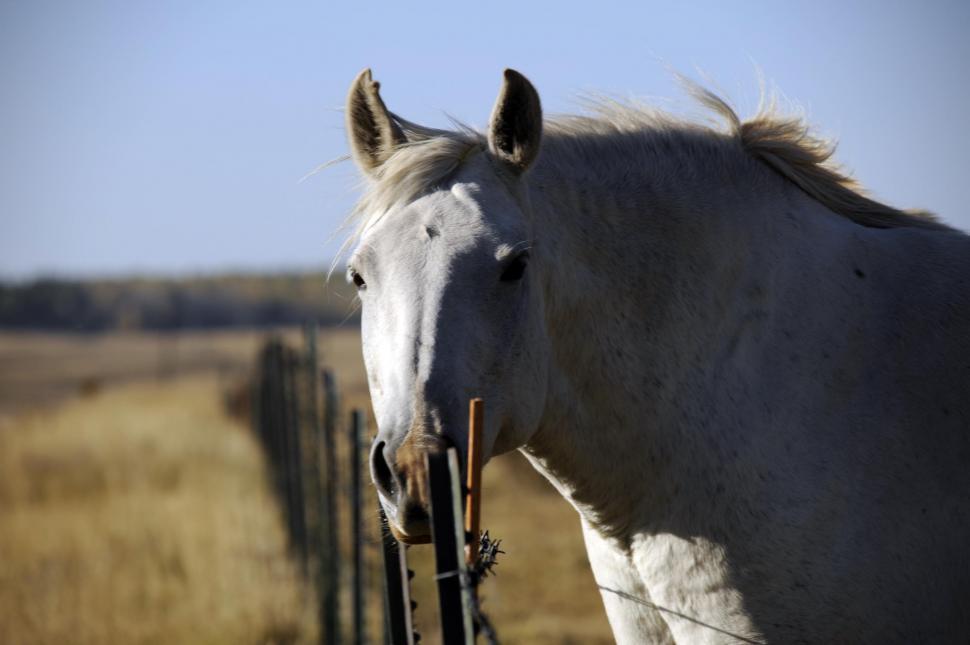 Free Image of White Horse  