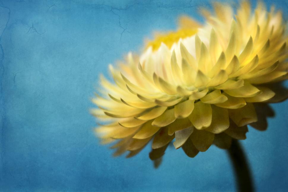 Free Image of Vibrant Yellow Flower Against Textured Blue 