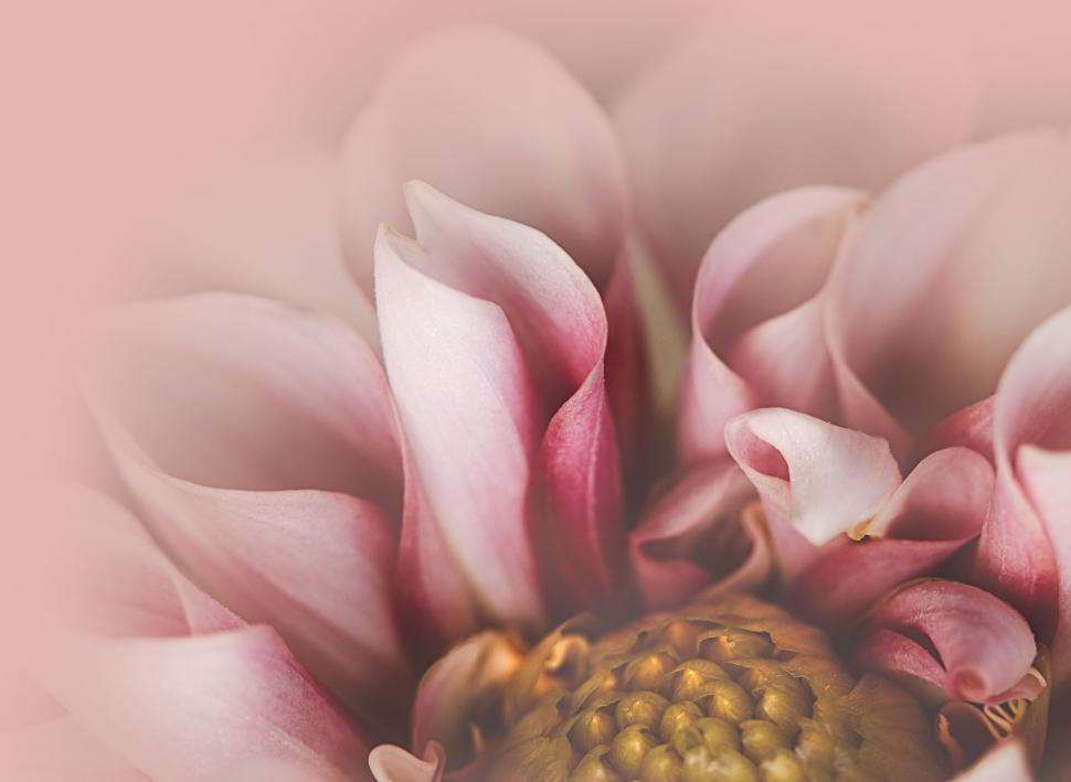 Free Image of Close-Up of Pink Blossoms Soft Focus Detail 