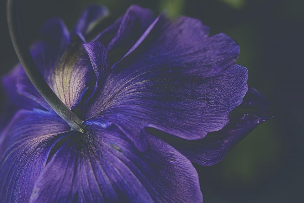 Free Image of Deep Blue Petunia Flower Macro Photography 