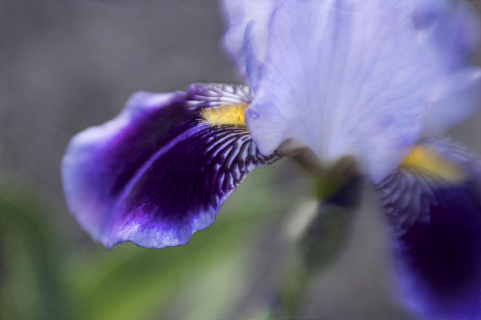 Free Image of Close-up of a purple and white iris flower 
