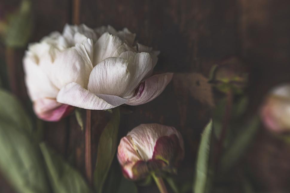 Free Image of Peonies bloom against rustic wooden backdrop 