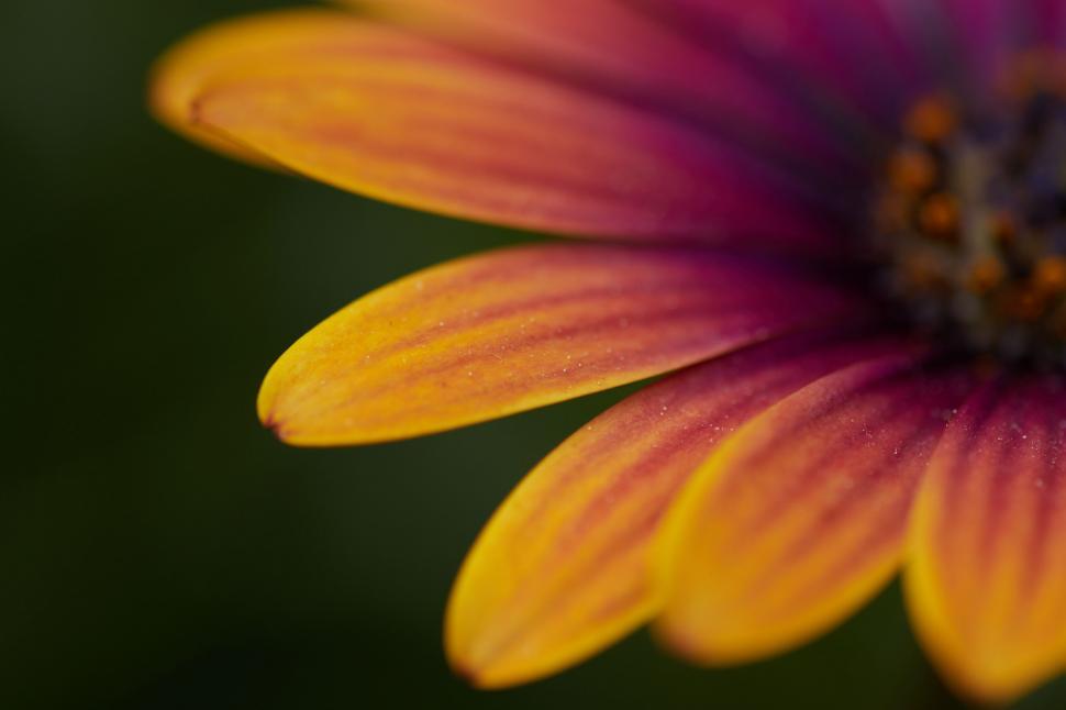 Free Image of Vivid orange and yellow flower macro shot 