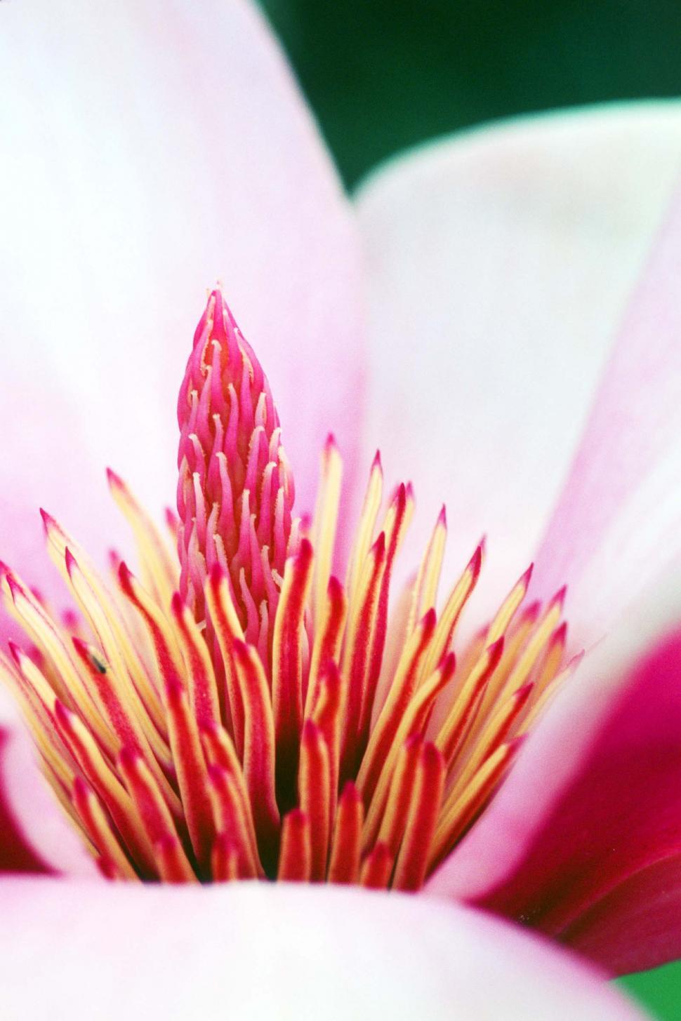 Free Image of Details of flower 