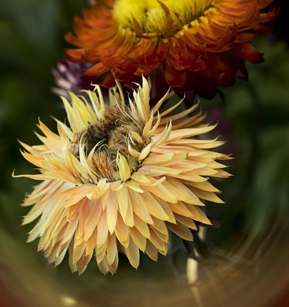 Free Image of Vibrant multi-colored dahlia flowers 