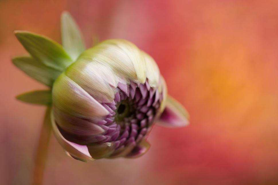 Free Image of Budding flower with pink and green hues 
