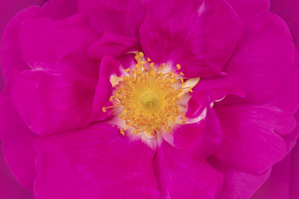 Free Image of Close-up of a vibrant pink rose macro 