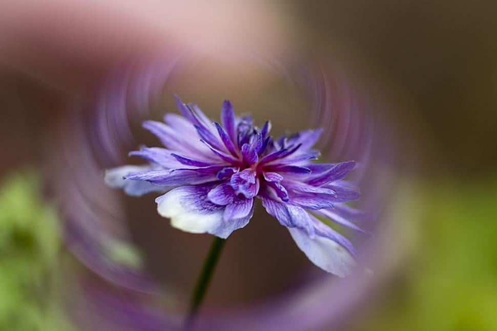 Free Image of Purple flower with artistic swirling bokeh 