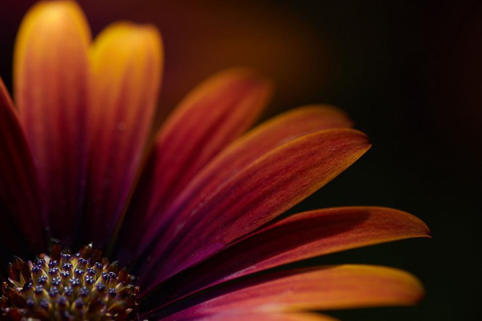 Free Image of Macro image of a deep red daisy petal texture 