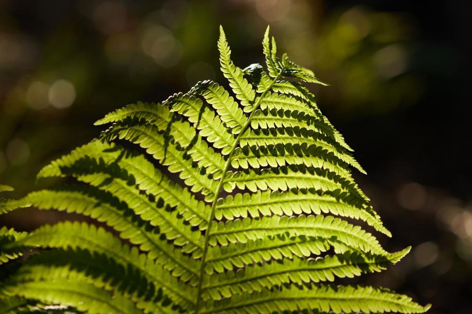 Free Image of Backlit fern leaf with intricate patterns 