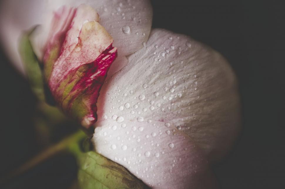 Free Image of Delicate pink rose with water droplets macro shot 