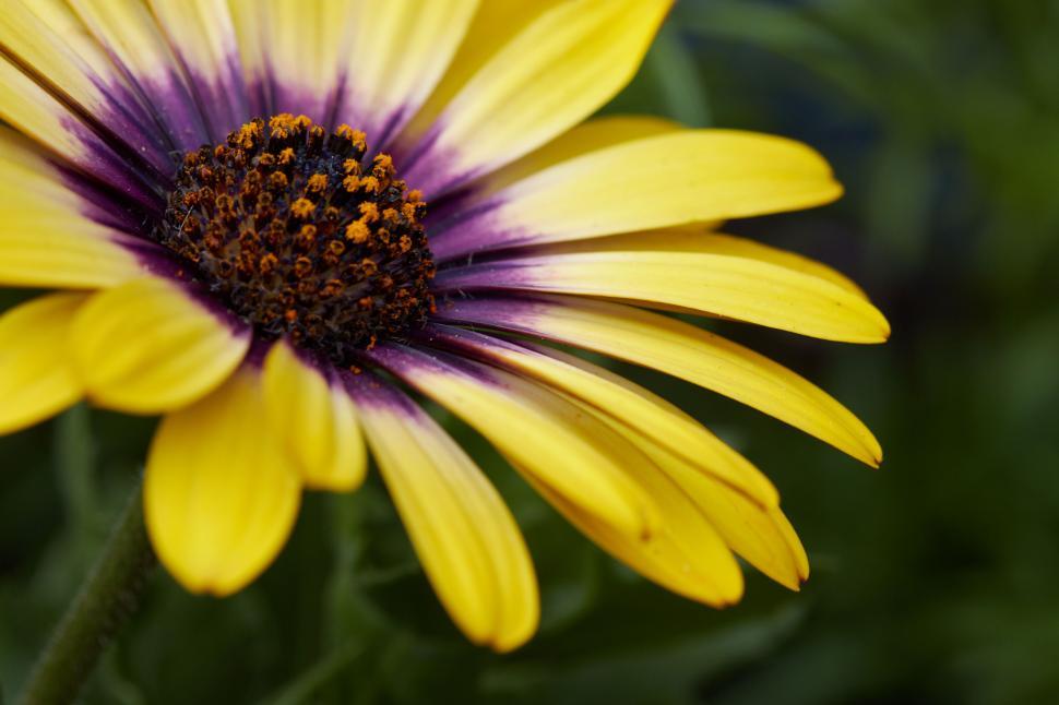Free Image of Vibrant Yellow Daisy Close-up Shot 