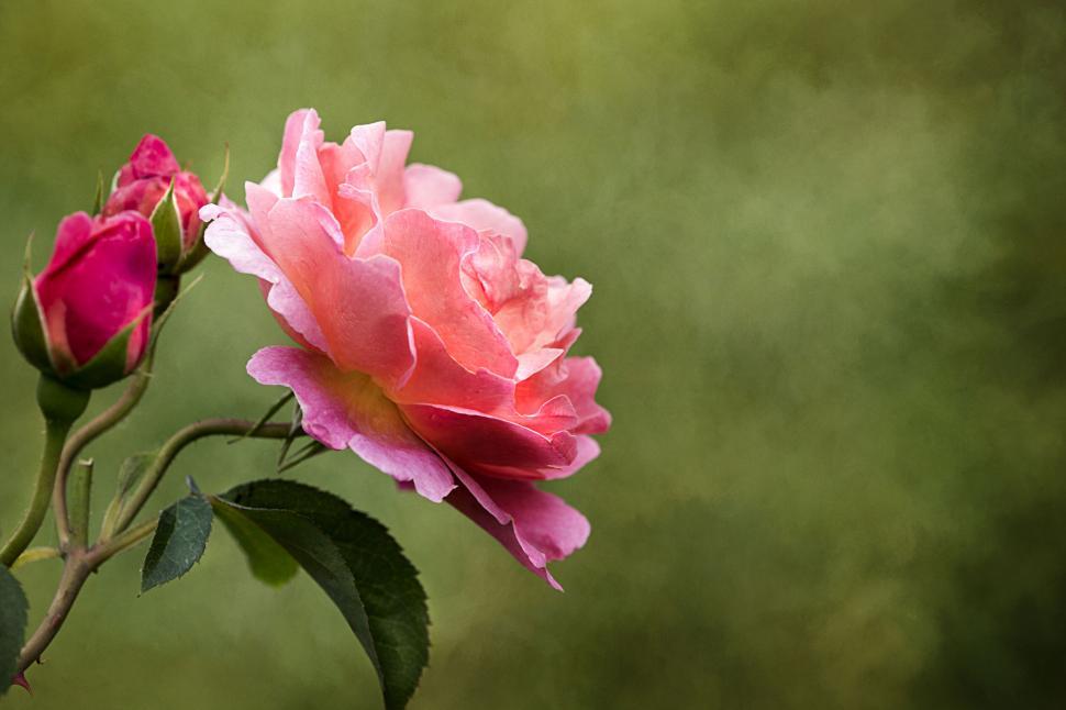 Free Image of Single pink rose against a soft green backdrop 