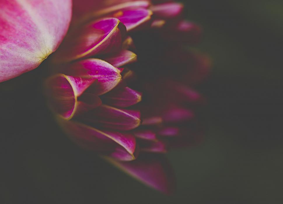 Free Image of Pink petals macro shot with blurred background 