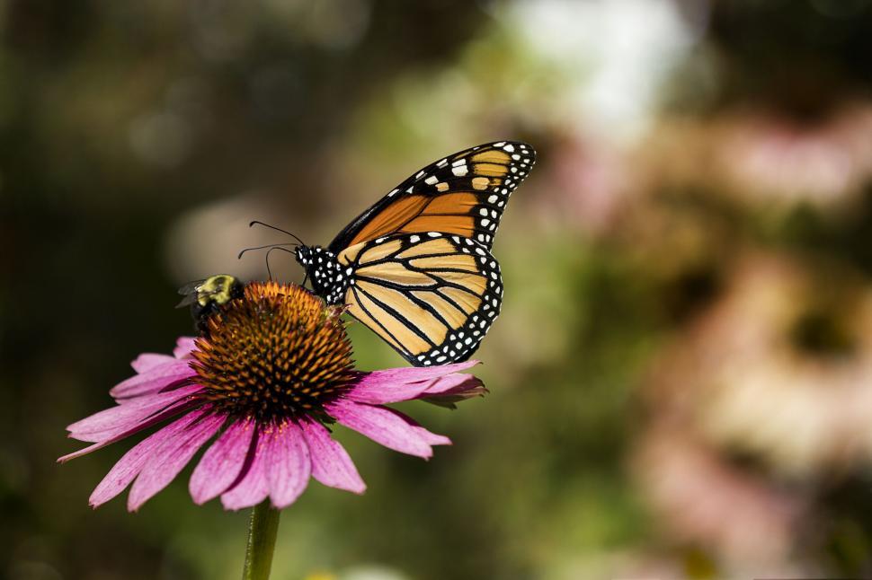 Free Image of Monarch butterfly on a pink flower with bee nearby 