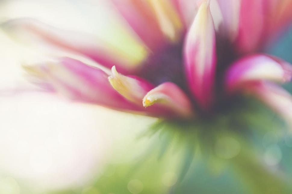 Free Image of Vibrant close-up of a colorful daisy 