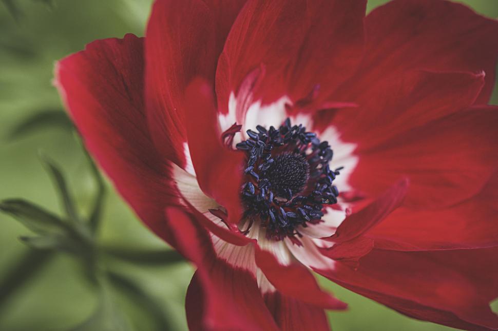 Free Image of Detailed red anemone flower close-up 