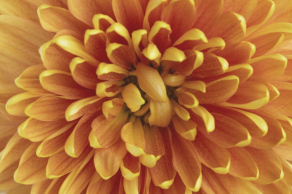 Free Image of Macro shot of a fiery orange chrysanthemum 