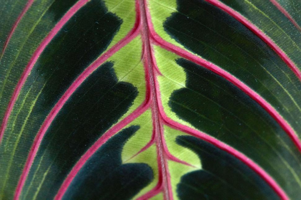 Free Image of Vibrant tropical leaf with pink veins 