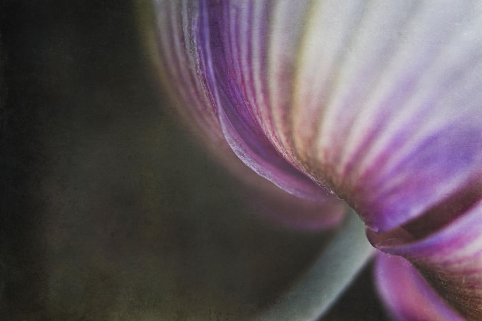 Free Image of Soft purple hues in flower close-up 