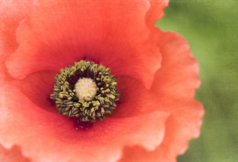 Free Image of Bright red poppy flower macro shot 
