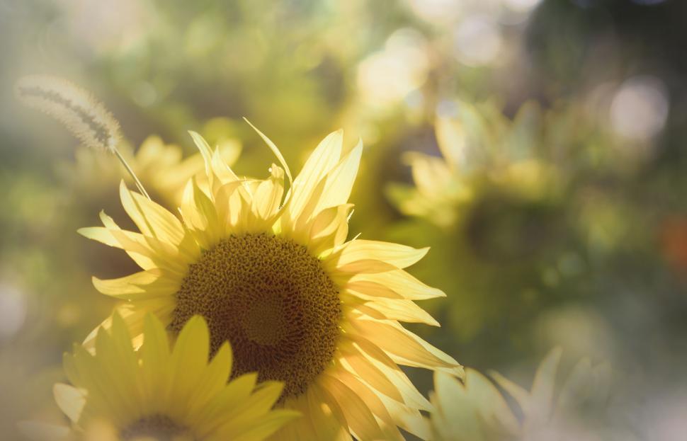 Free Image of Sun-kissed sunflower with dreamy bokeh 