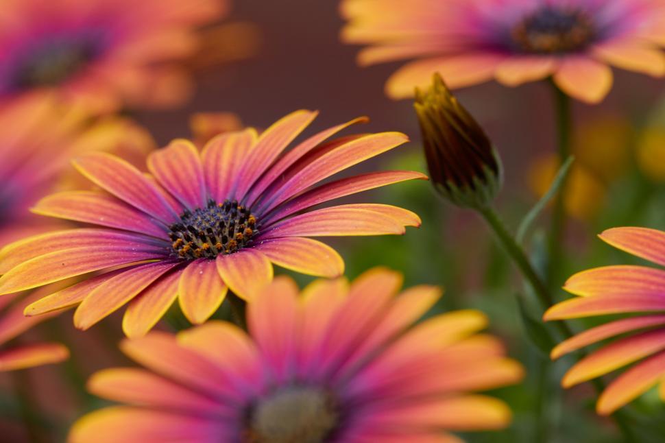 Free Image of Vivid African daisies in purple and yellow 