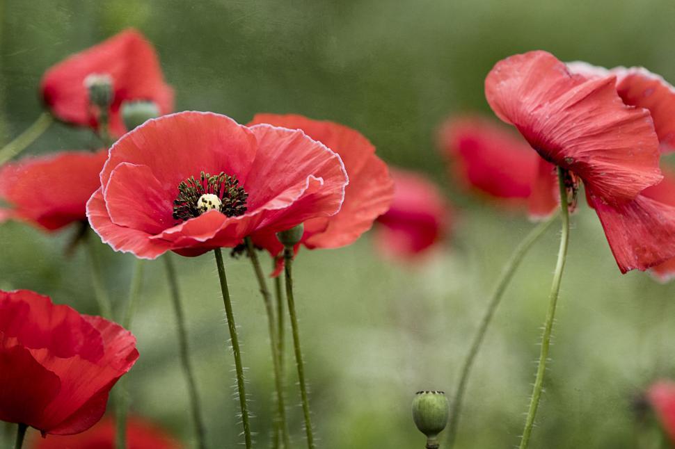 Free Image of Vibrant red poppies blooming in nature 