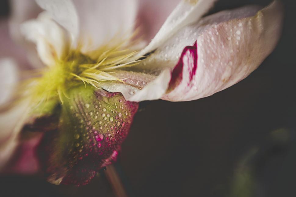 Free Image of Detail of a dew-covered flower bud 