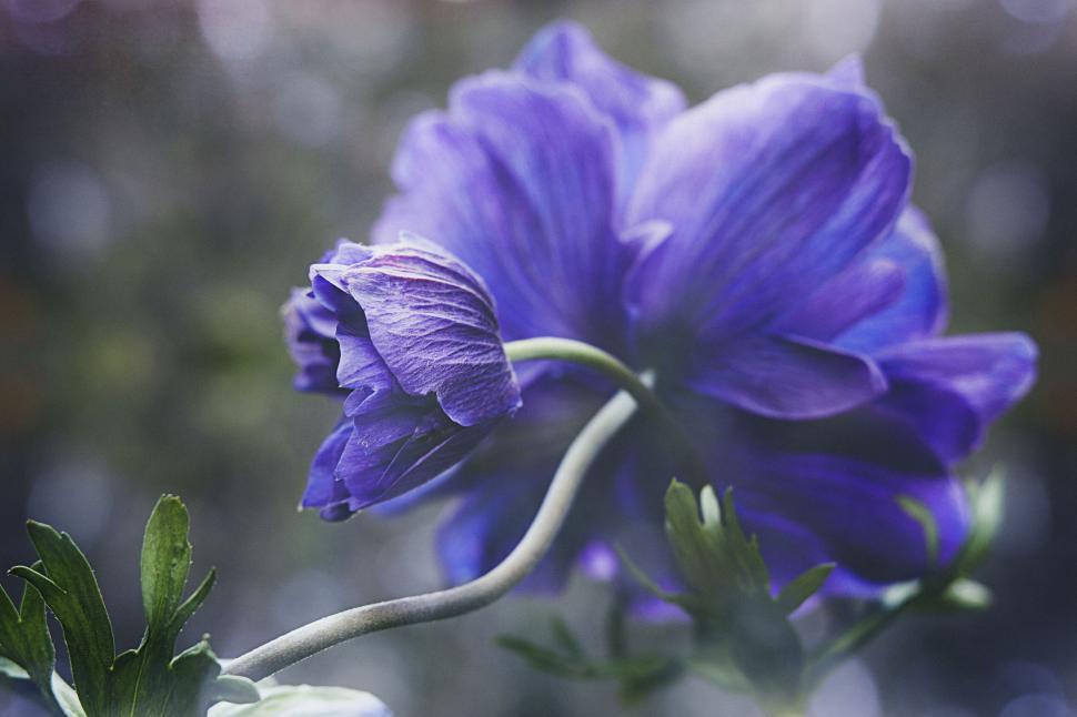 Free Image of Vibrant purple flower with soft background 