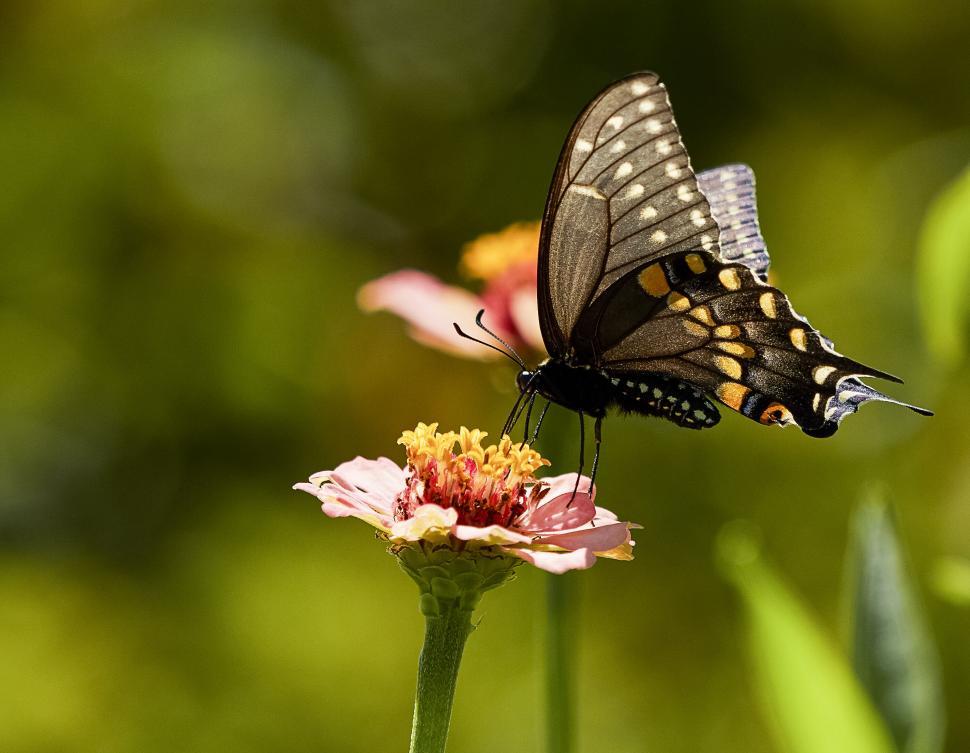Free Image of Butterfly pollinating on a bright flower 