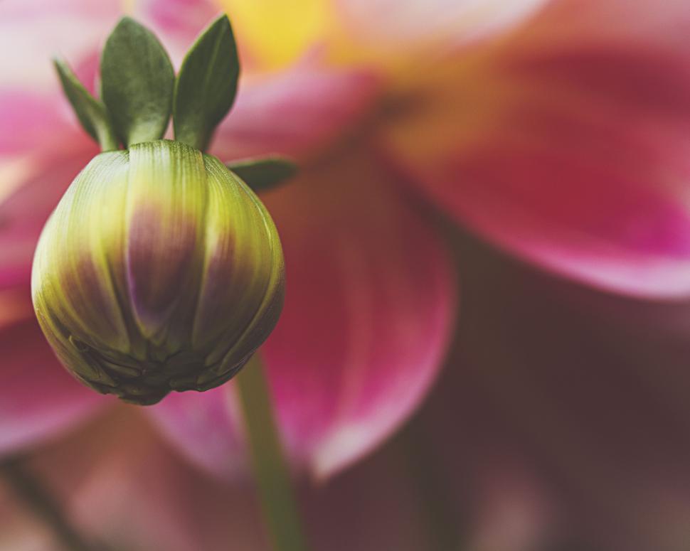 Free Image of Bud of a vibrant pink flower in focus 