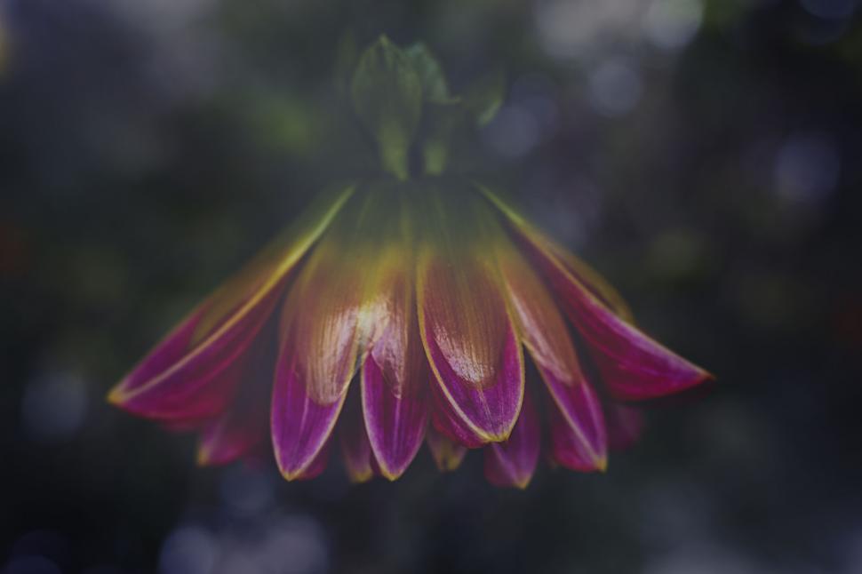 Free Image of Vibrant daisy flower in artistic close-up 