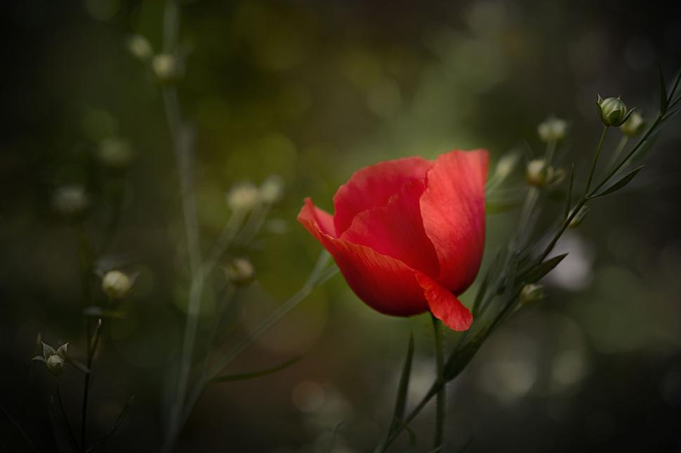 Free Image of Vibrant Red Poppy in Natural Setting 