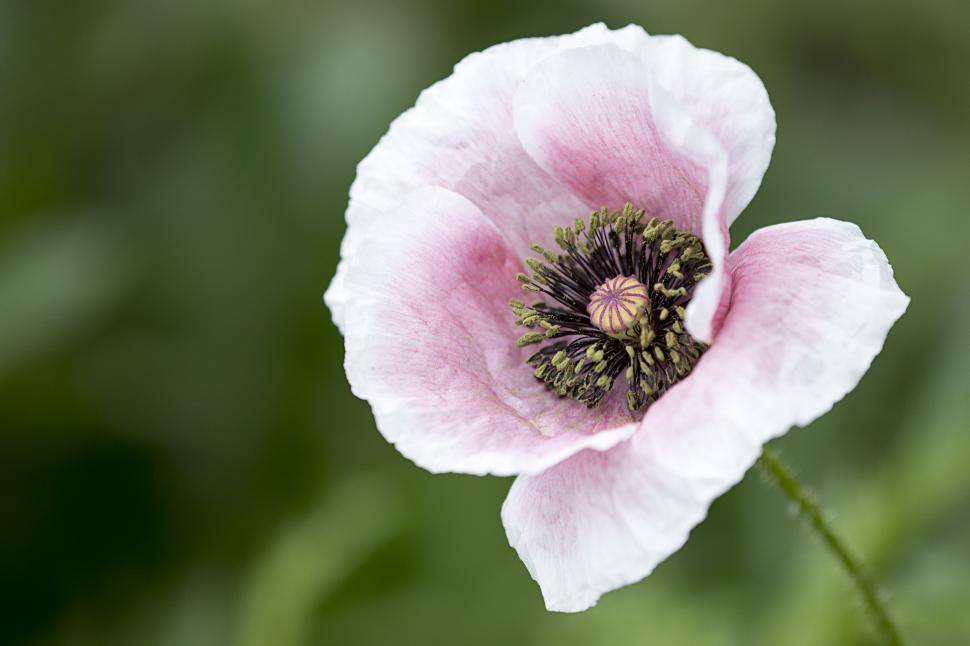 Free Image of Vibrant pink poppy with detailed stamen and pistils 