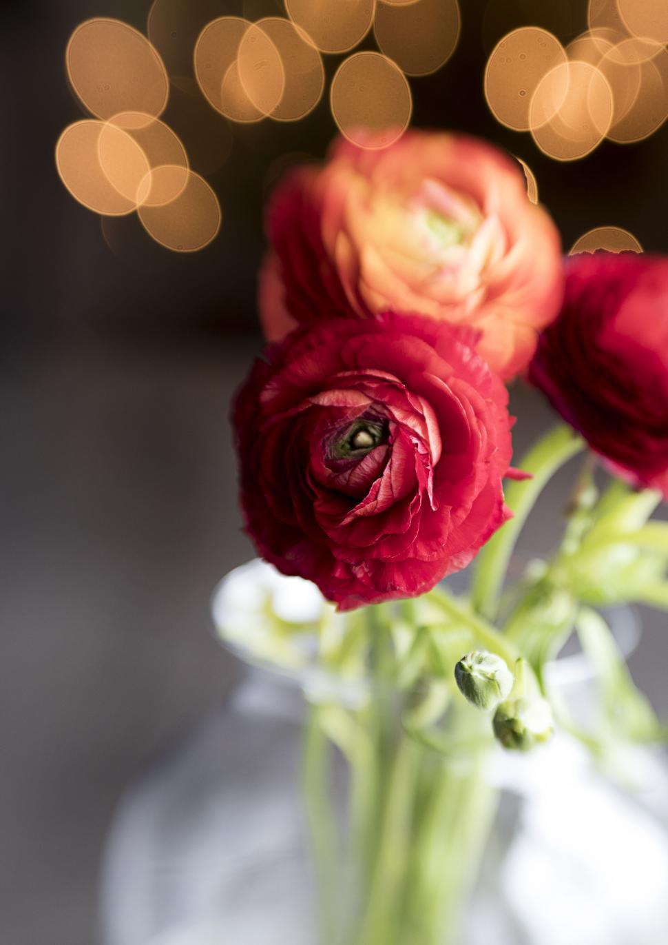 Free Image of Red ranunculus flowers in soft bokeh light 