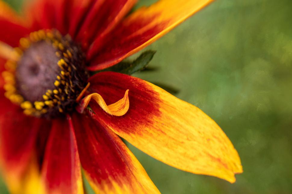 Free Image of Vibrant close-up of a red-yellow flower 