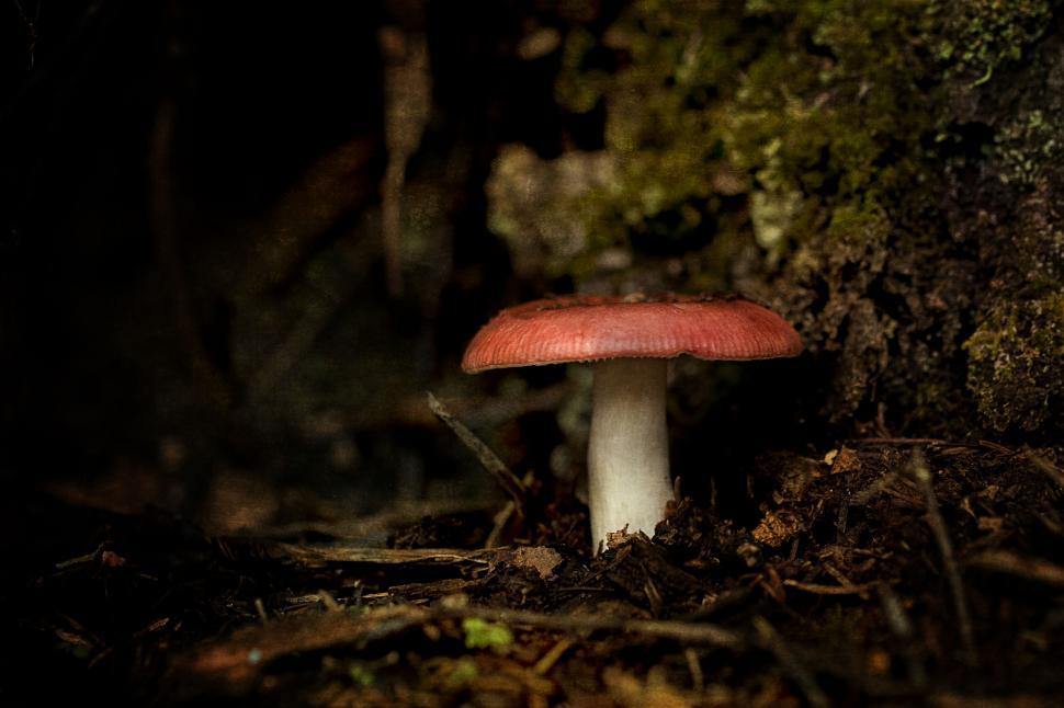 Free Image of Dark, moody mushroom in natural habitat 