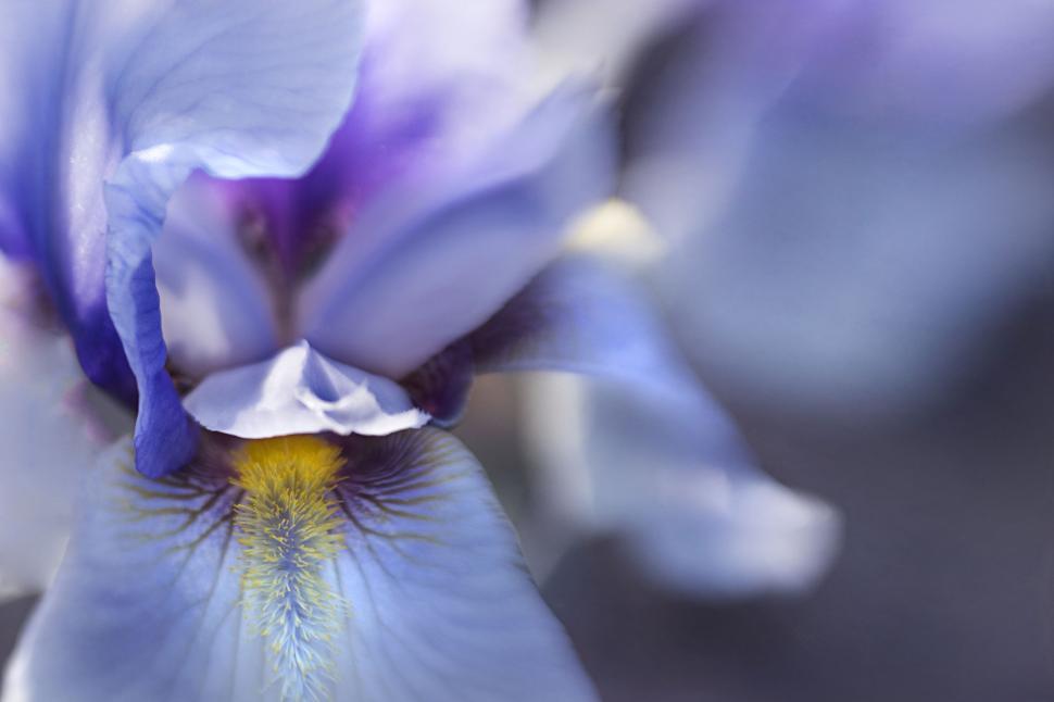 Free Image of Delicate purple iris in soft focus 