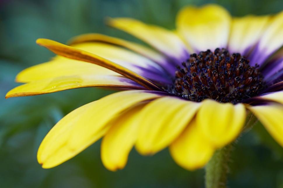 Free Image of Close-up of a vivid yellow and purple flower 