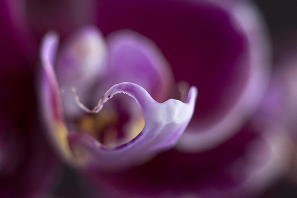 Free Image of Macro of a pink orchid s delicate curves 