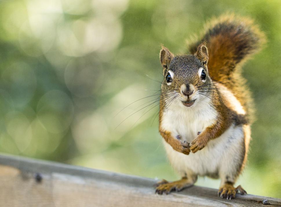 Free Image of Curious squirrel posing on a wooden fence 