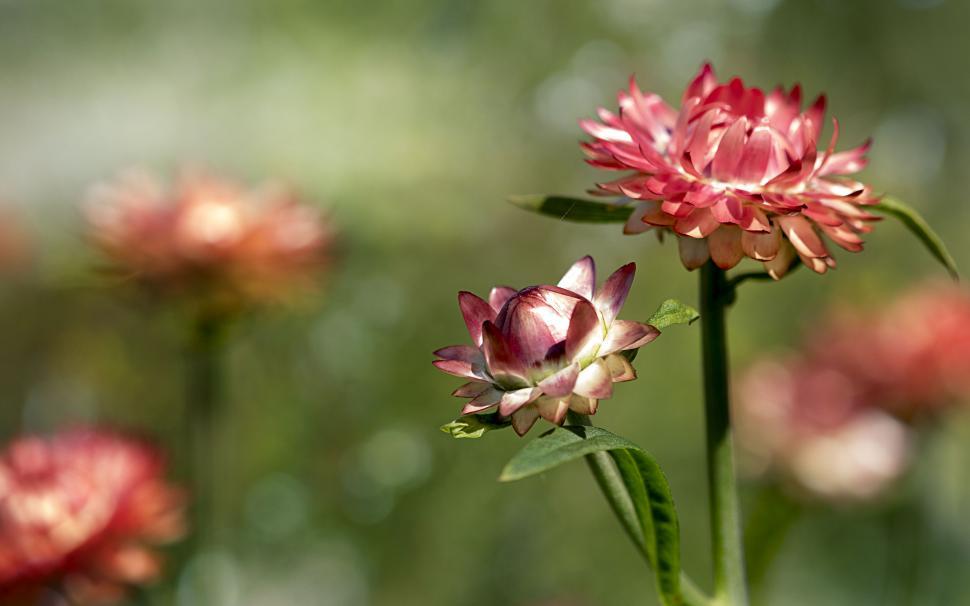 Free Image of Striking red flowers in a natural setting 