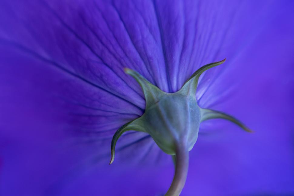 Free Image of Close-up of vibrant blue petunia flower 