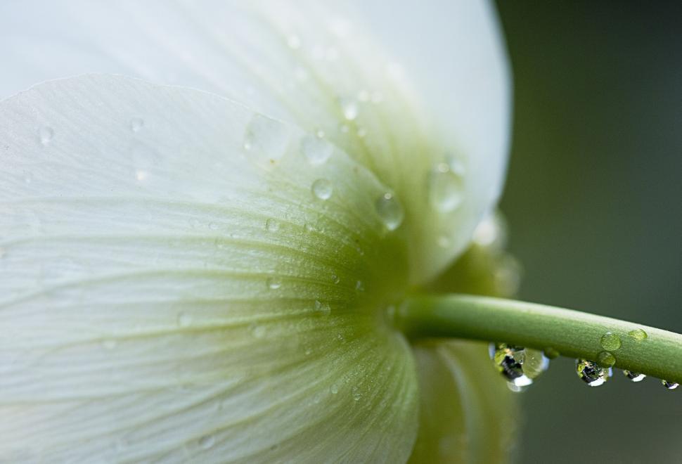 Free Image of Macro shot of white flower with water droplets 