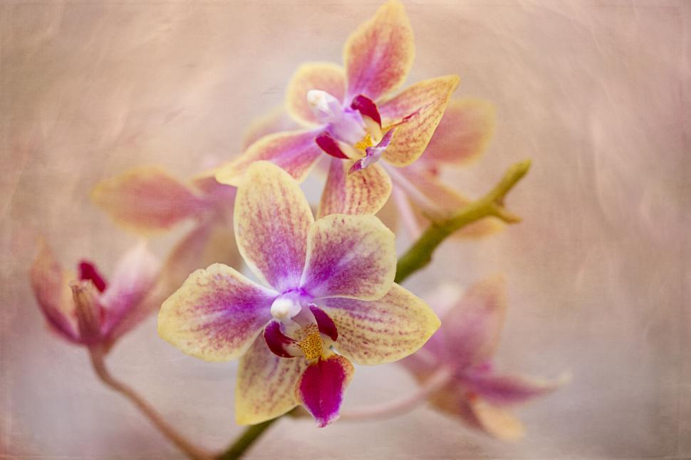 Free Image of Orchid blossoms with vintage texture overlay 