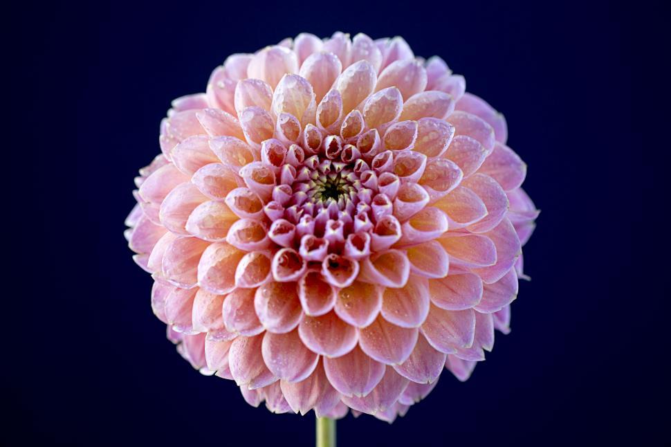 Free Image of Vibrant pink dahlia flower on dark background 