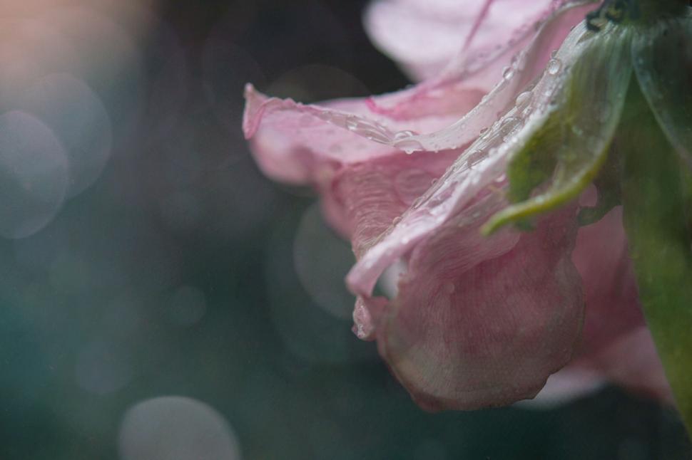 Free Image of Close-up of a soft pink rose with water droplets 