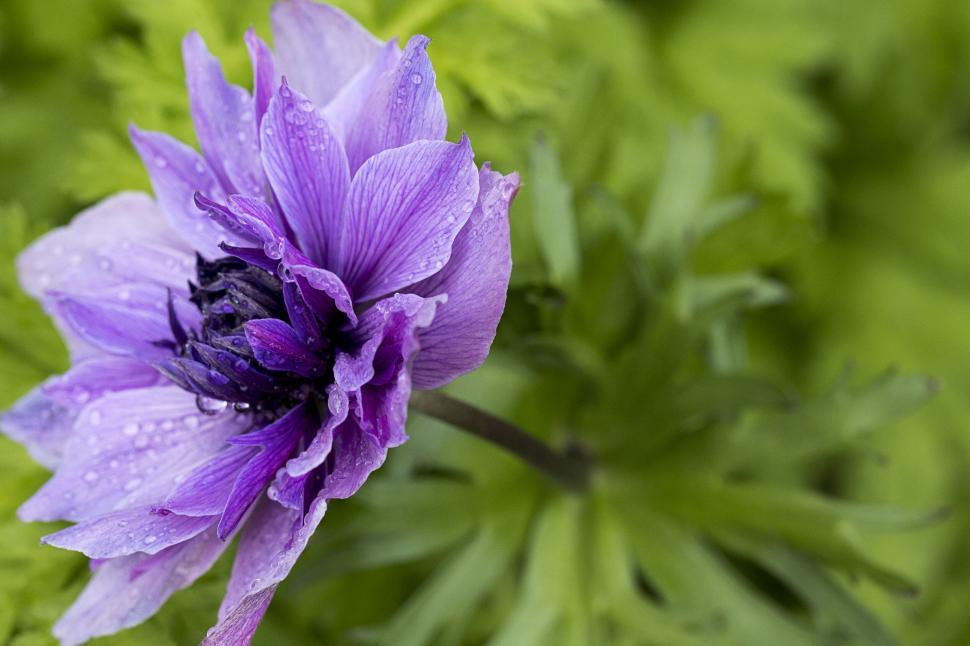 Free Image of Purple anemone flower with water droplets macro 