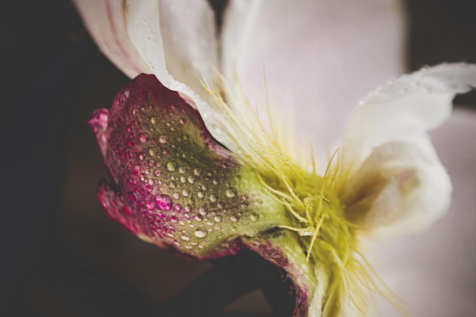 Free Image of Abstract view of rose with water droplets on petals 